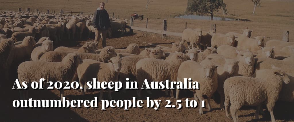 As-of-2020-sheep-in-Australia-outnumbered-people-by-2.5-to-1