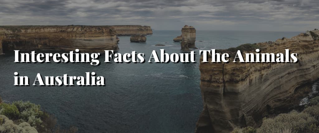 Interesting-Facts-About-The-Animals-in-Australia