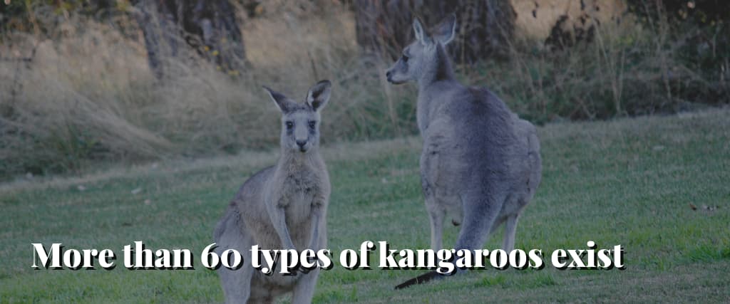 More-than-60-types-of-kangaroos-exist