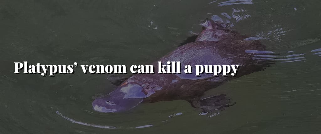 Platypus-venom-can-kill-a-puppy