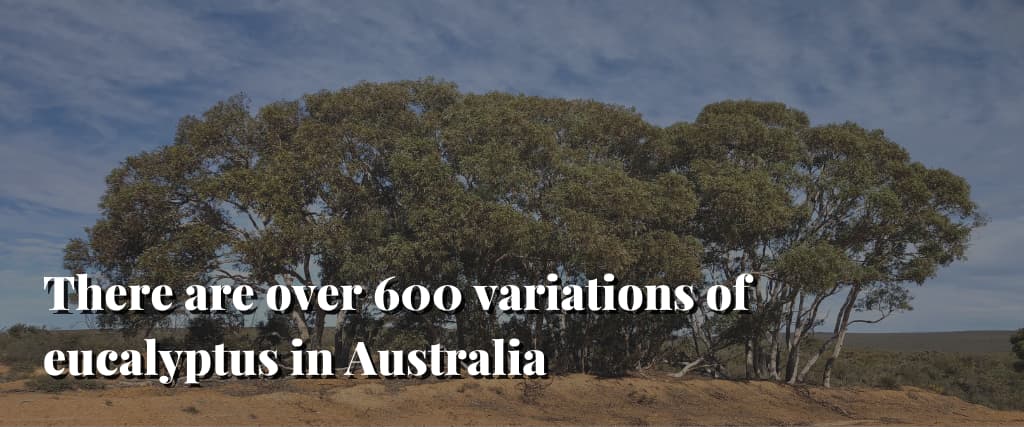 There-are-over-600-variations-of-eucalyptus-in-Australia