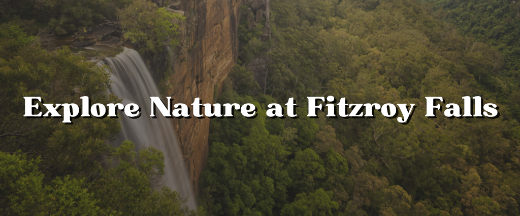 Explore Nature at Fitzroy Falls