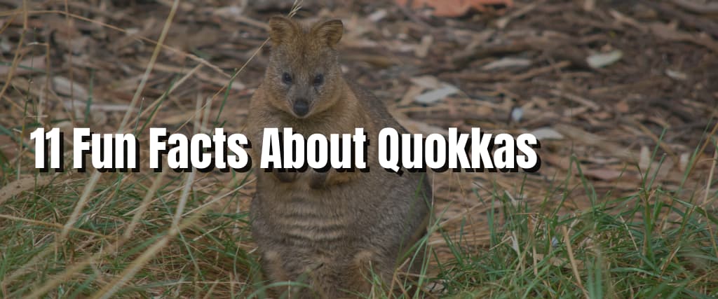 11 Fun Facts About Quokkas