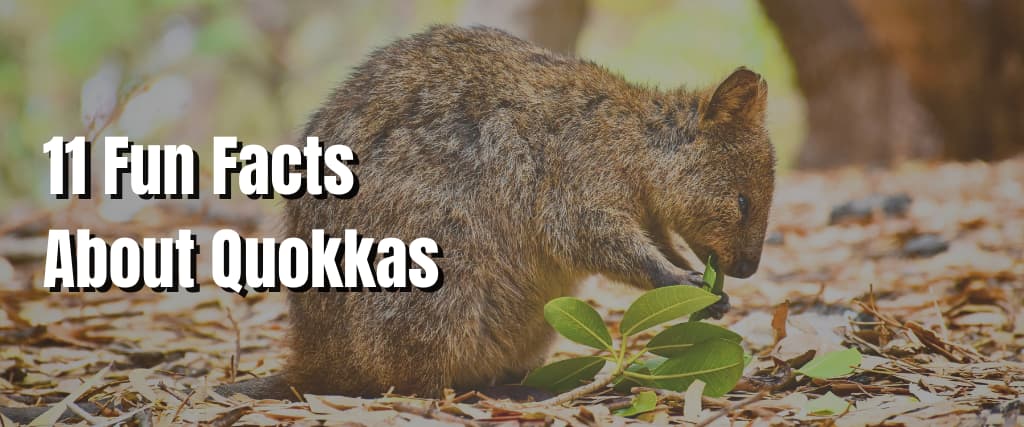 11 Fun Facts About Quokkas