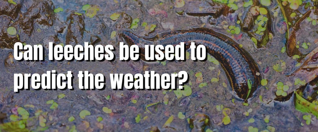 Can leeches be used to predict the weather