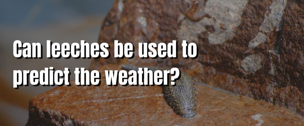 Can leeches be used to predict the weather