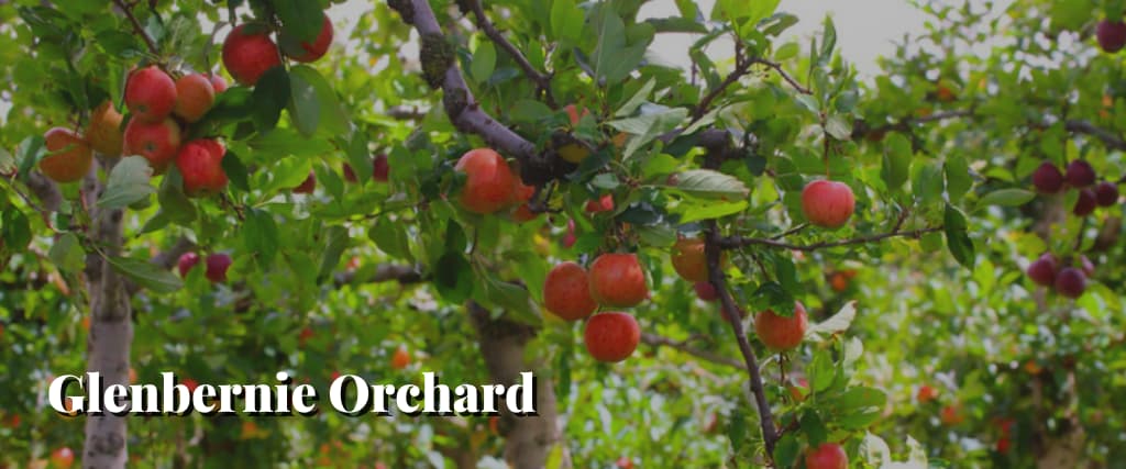 Glenbernie Orchard