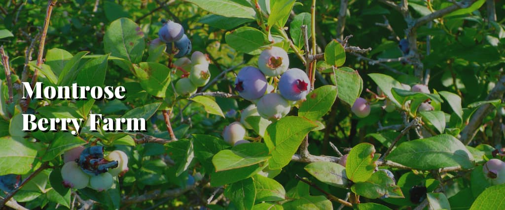Montrose Berry Farm