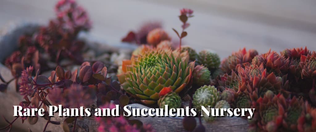 Rare Plants and Succulents Nursery