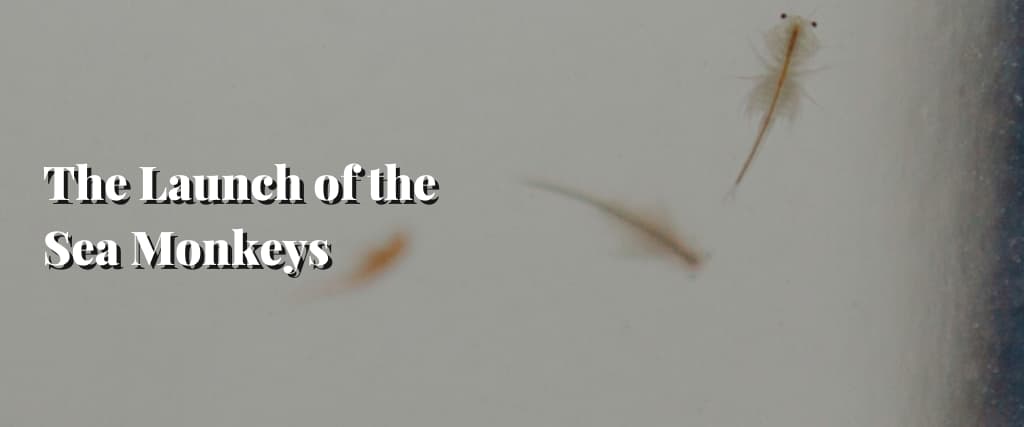 The Launch of the Sea Monkeys