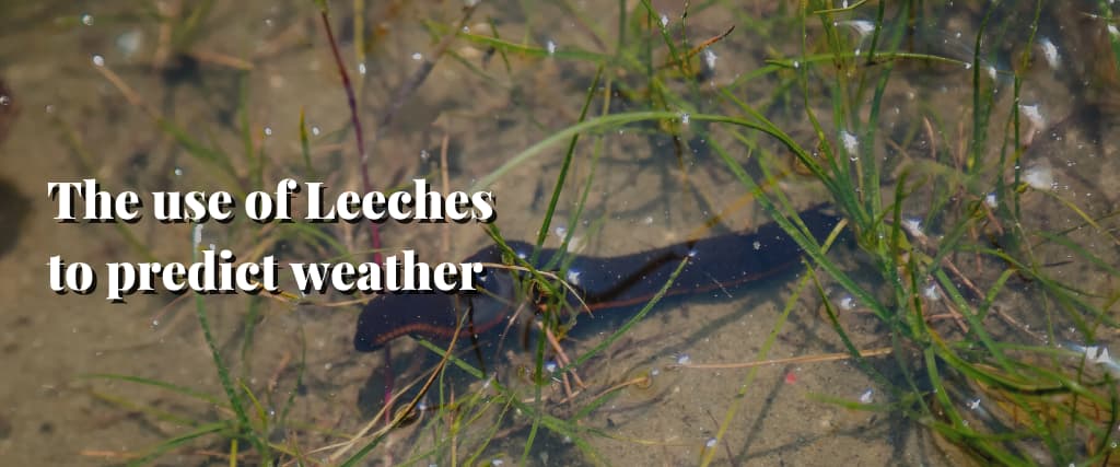 The use of Leeches to predict weather