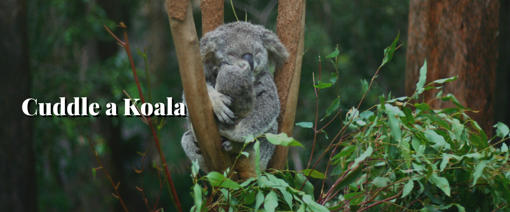 Cuddle a Koala
