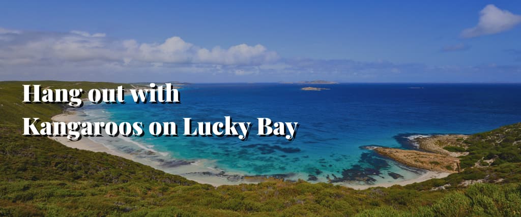 Hang out with Kangaroos on Lucky Bay