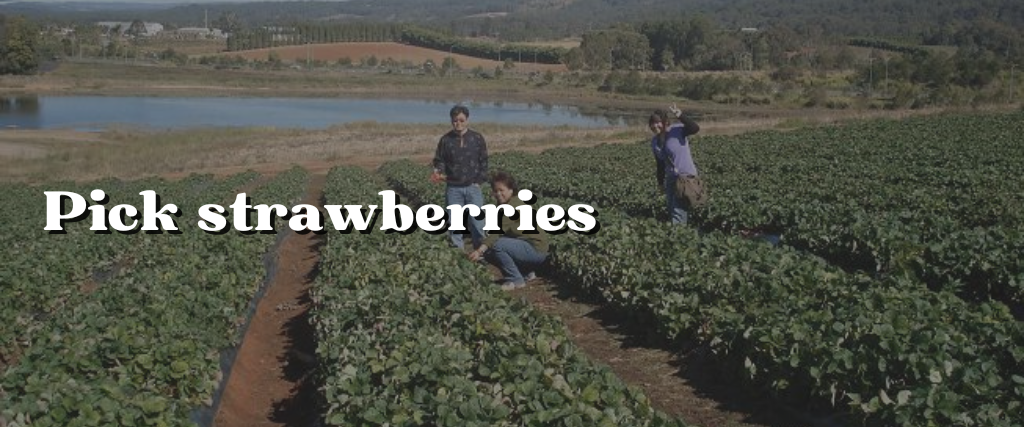 Pick strawberries