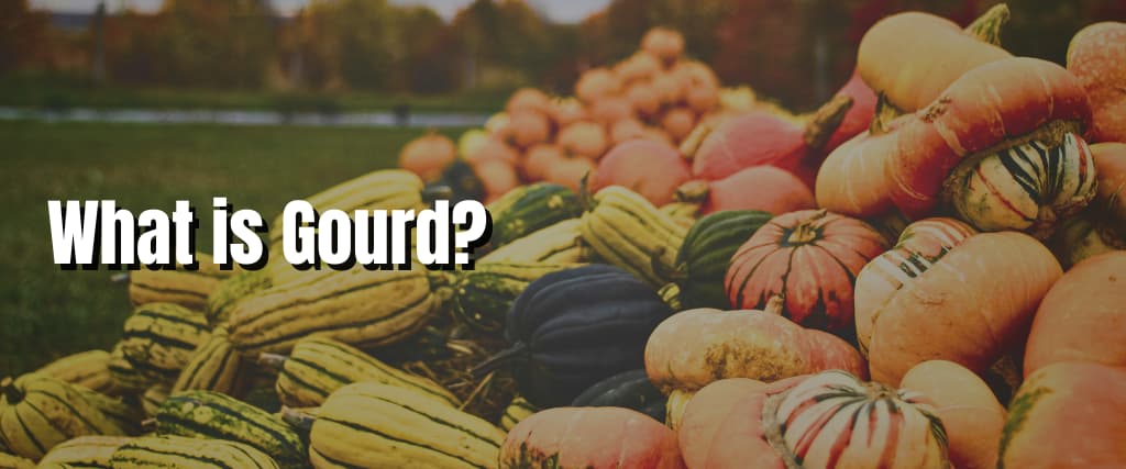 What is Gourd