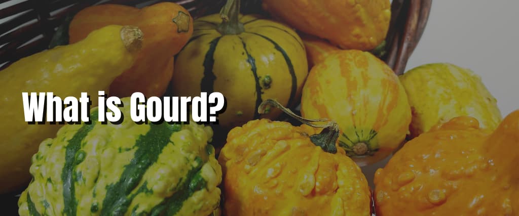 What is Gourd