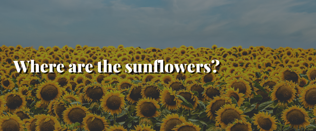 Where are the sunflowers?