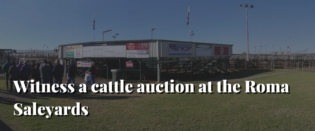 Witness a cattle auction at the Roma Saleyards
