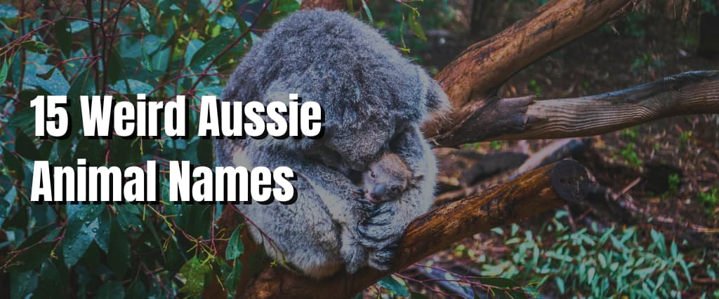 15 Weird Aussie Animal Names