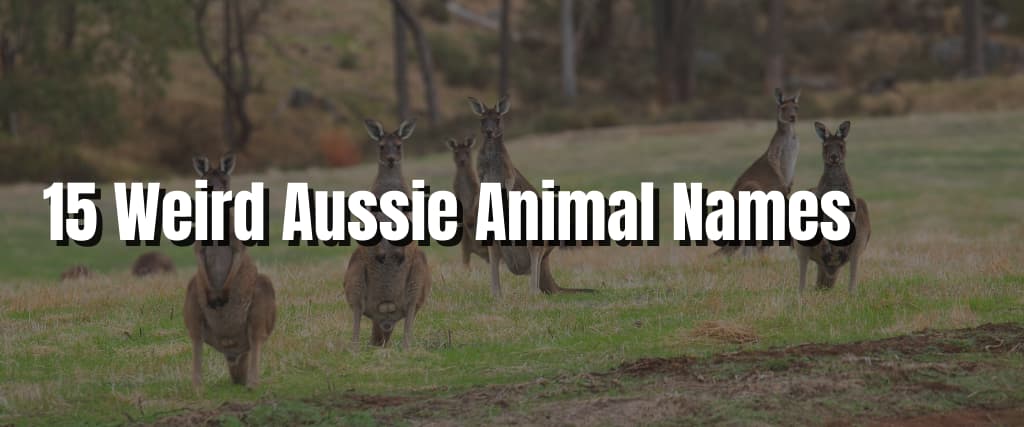 15 Weird Aussie Animal Names
