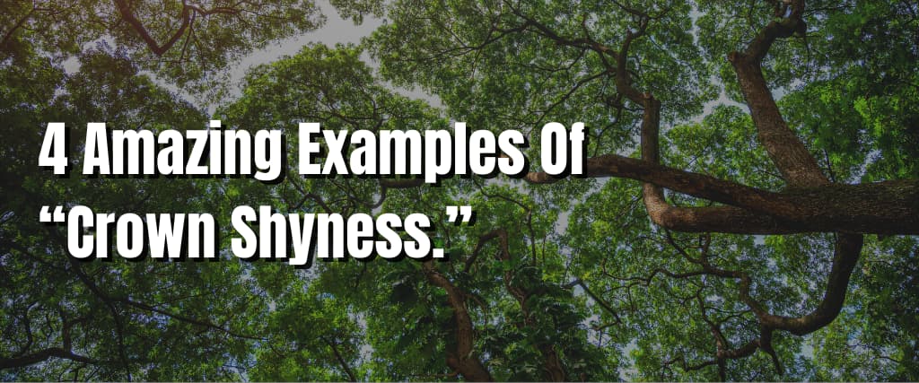 4 Amazing Examples Of “Crown Shyness.” (1)