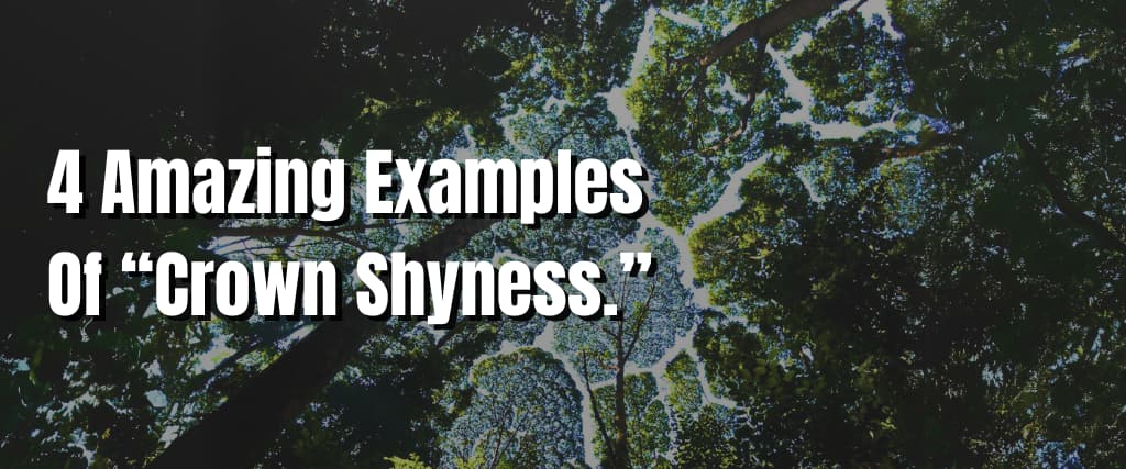 4 Amazing Examples Of “Crown Shyness.”