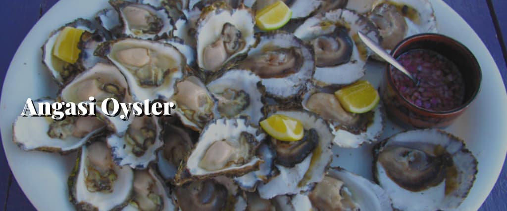 Angasi Oyster