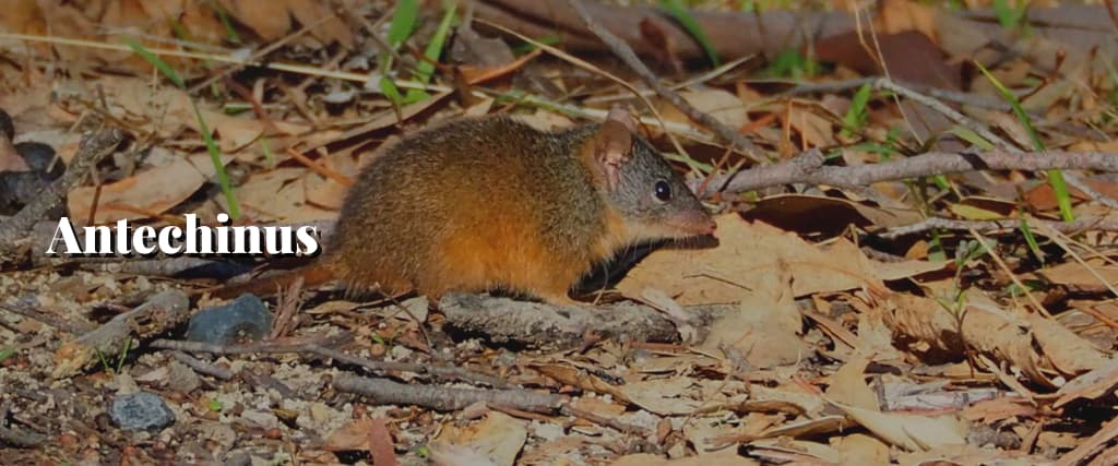 Antechinus