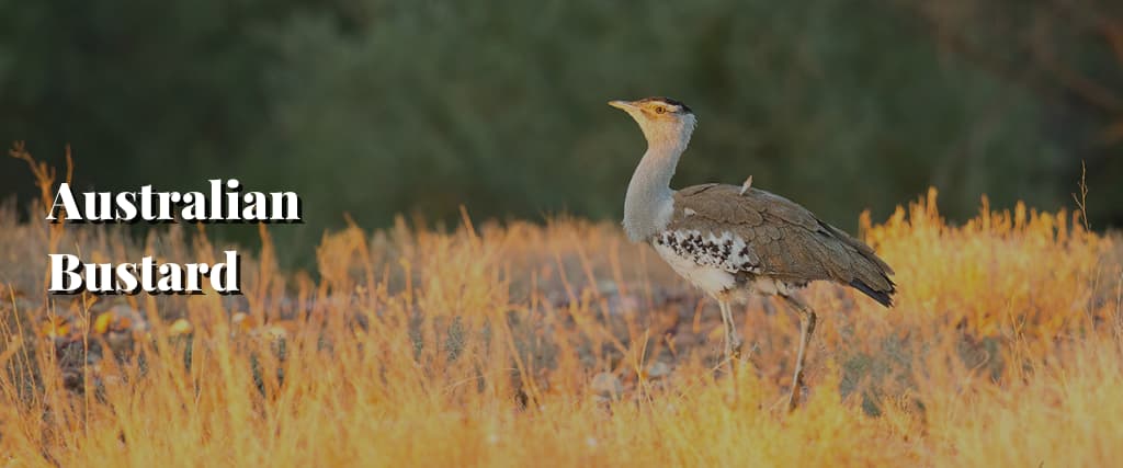 Australian Bustard