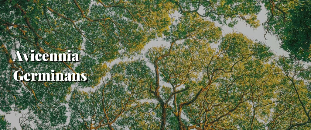 Avicennia Germinans