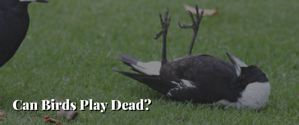 Can Birds Play Dead