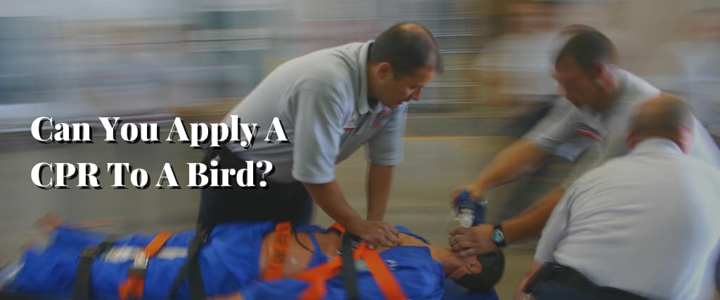 Can You Apply A CPR To A Bird