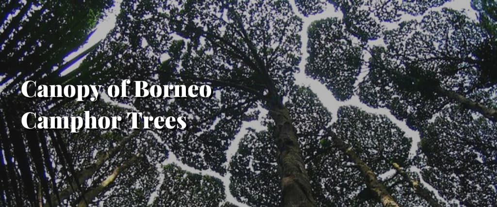 Canopy of Borneo Camphor Trees