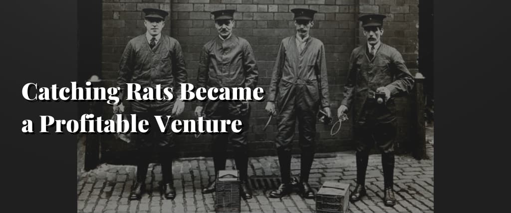 Catching Rats Became a Profitable Venture