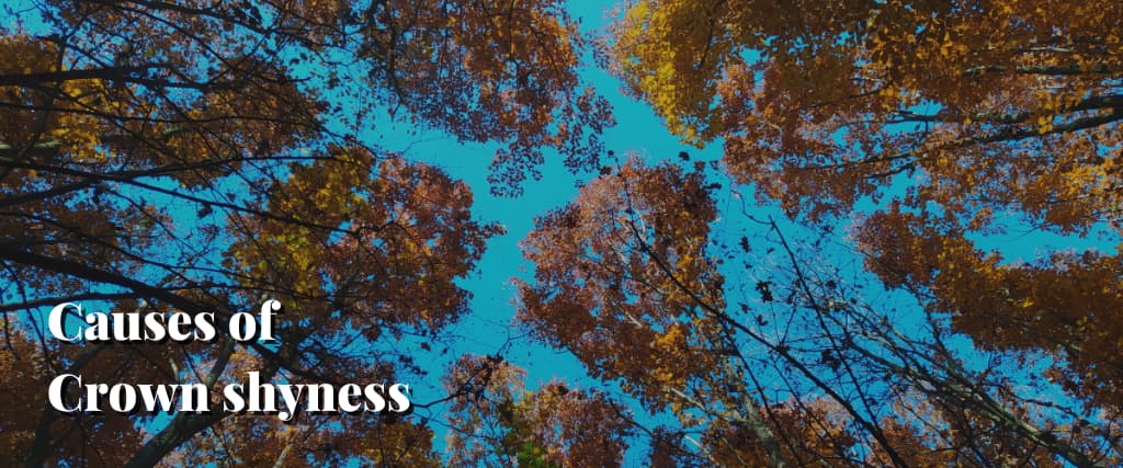 Causes of Crown shyness