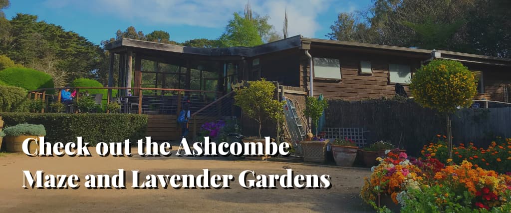 Check out the Ashcombe Maze and Lavender Gardens
