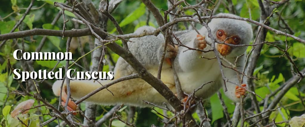 Common Spotted Cuscus