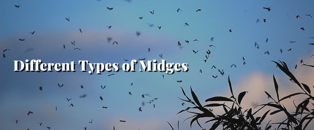 Different Types of Midges