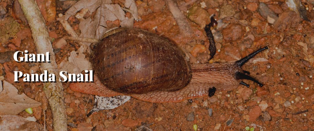 Giant Panda Snail