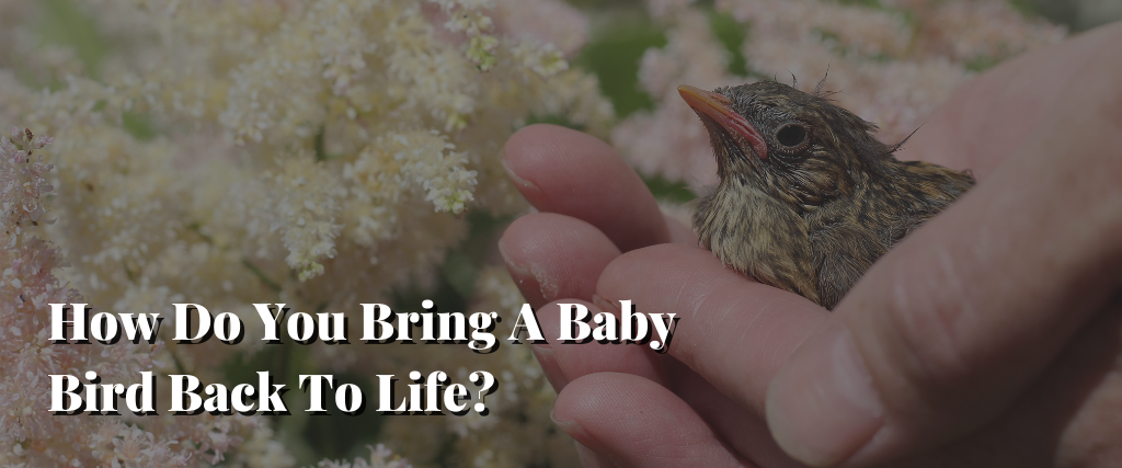 How Do You Bring A Baby Bird Back To Life
