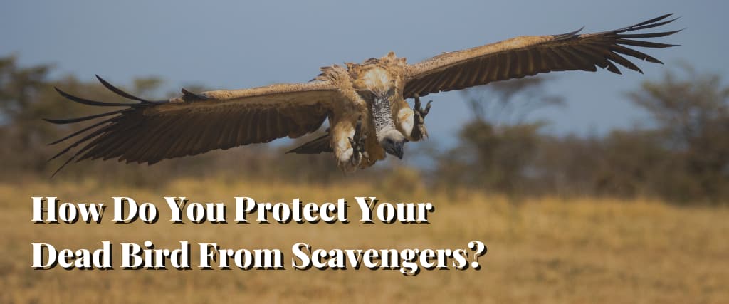 How Do You Protect Your Dead Bird From Scavengers