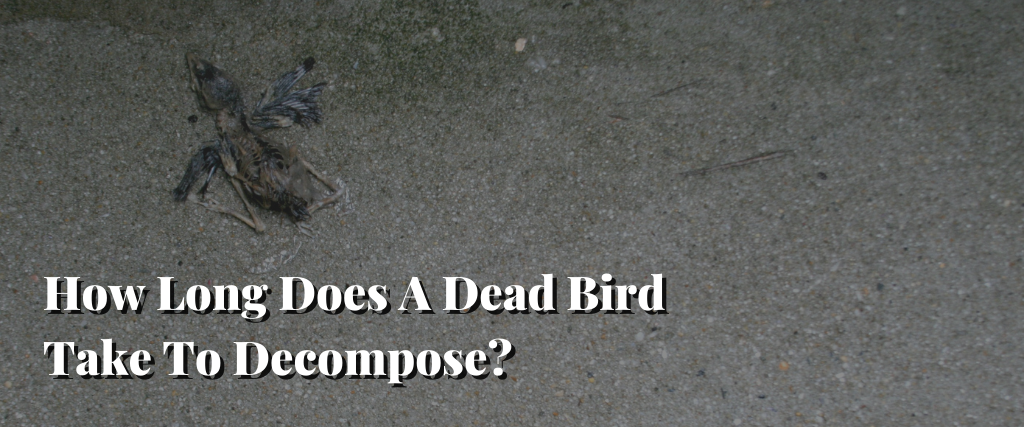 How Long Does A Dead Bird Take To Decompose