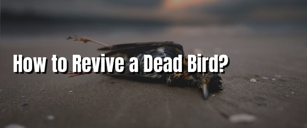 How to Revive a Dead Bird