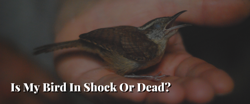 Is My Bird In Shock Or Dead