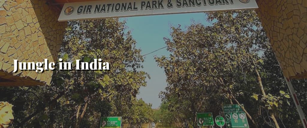 Jungle in India