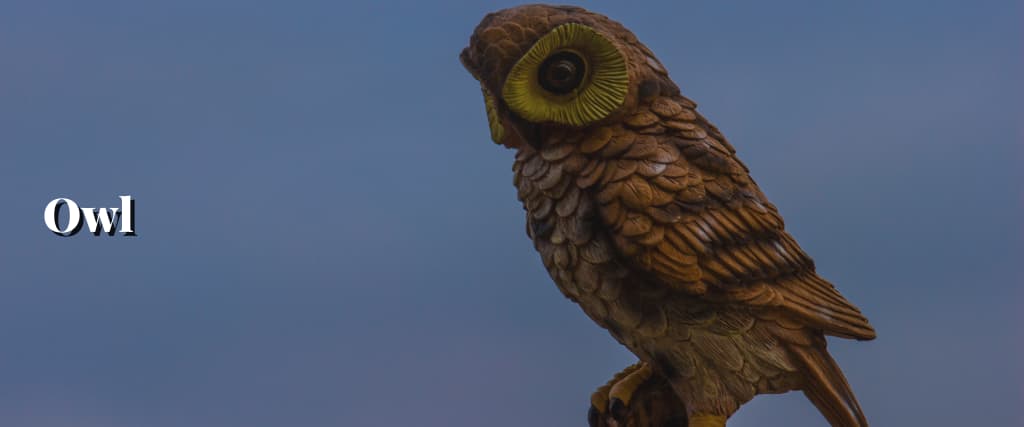 Owl