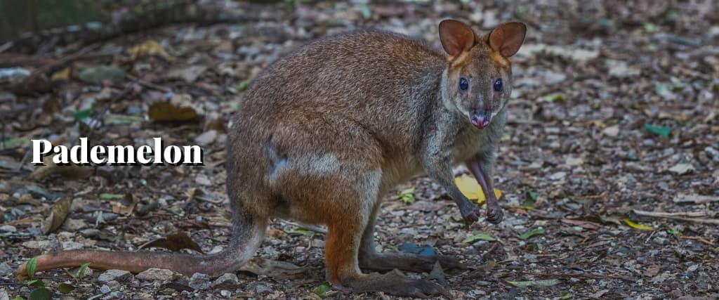 Pademelon