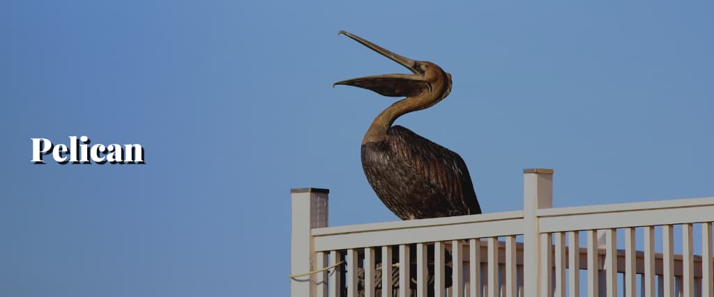 Pelican