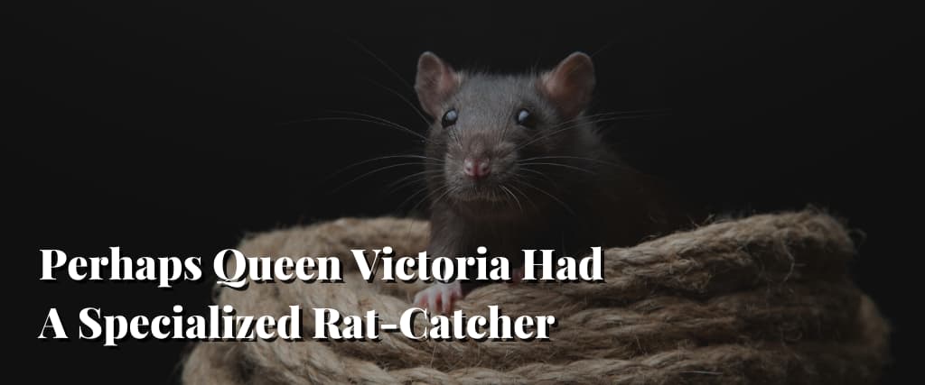Perhaps Queen Victoria Had A Specialized Rat-Catcher
