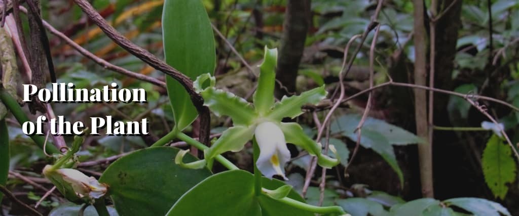 Pollination of the Plant